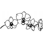 Singapore Orchid side design