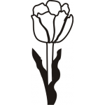 TULIP4
