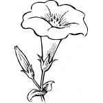 Trumpet Flower