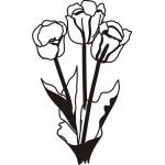 Tulip 3