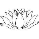 Water Lily