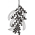 Wattle