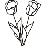tulips 5