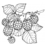 Blackberries