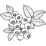 Blueberries