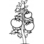 Tomatoes