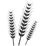 Wheat 2
