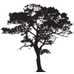 gum-tree-2