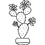 Cactus 2