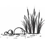 Cattail Reeds