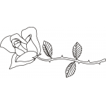 ROSE 4