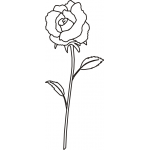 Rose 12
