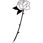 Rose 17