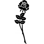 Rose 18