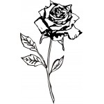 Rose 19
