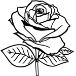 Rose 21