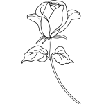 Rose 22