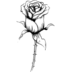 Rose 25