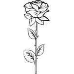 Rose 26