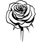 Rose 29