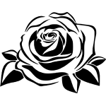Rose 33