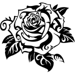 Rose 36