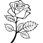 Rose 37
