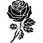 Rose 43