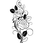Rose 45
