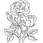 Rose 47