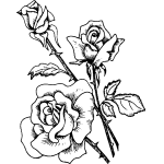 Rose 49