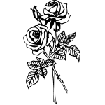 Rose 58