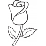 Rose 61