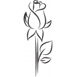 Rose 62