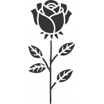 Rose 64