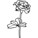 Stem Rose