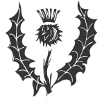 Scotch Thistle 3
